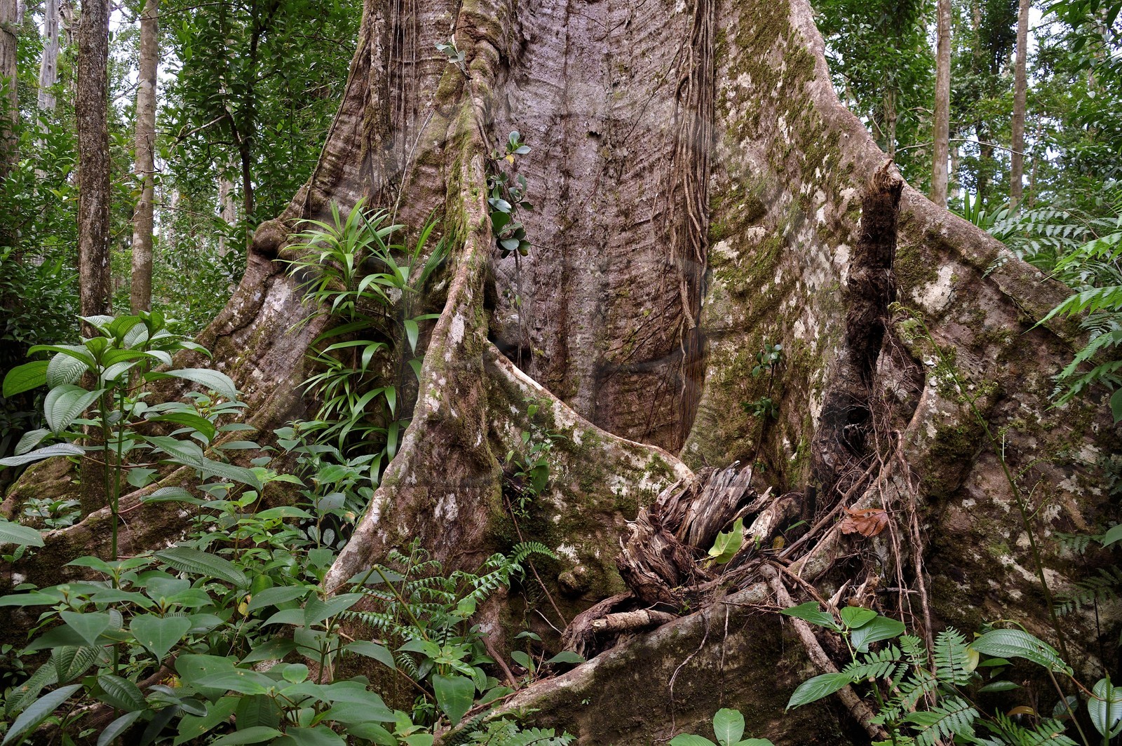 Caraïbes, Ile de la Dominique, Parc national de Morne Diablotin, chataignier dominicain (sloanea caribaea), en créol Chatannyé Ti-Fèy, ce serait le plus vieil arbre de l'île avec ses 700 ans