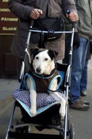 France, Seine-Maritime (76), Pays de Caux, Côte d'Albâtre, Etretat, chien en poussette