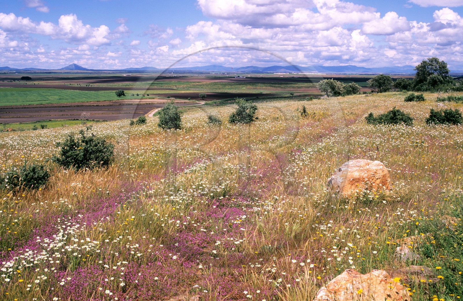 Spain, Estremadura, Landscape, north of Don Benito, View of the Sierra del Villar