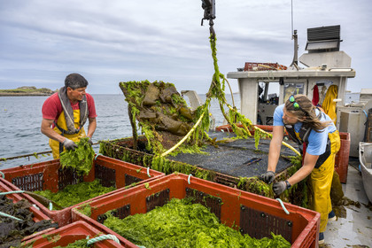 France, Finistère (29), Pays des Abers, estuaire de l'Aber Wrac'h, France haliotis élève des ormeaux en pleine mer et les nourrit exclusivement avec des algues récoltées localement à la main ici par Xavier Lesage et Gaël Douzet