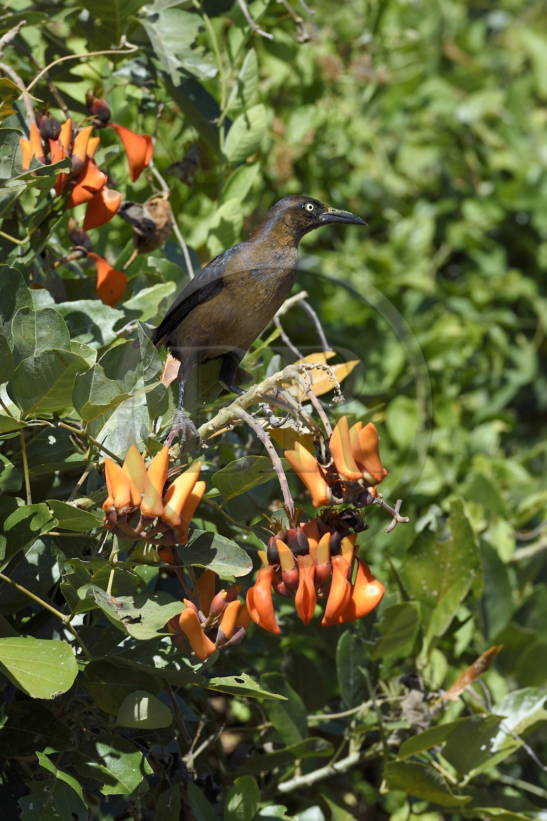 Nicaragua, Ile d'Ometepe réserve mondiale de Biosphère sur le lac Nicaragua, marais le long du Rio Istian, Quiscale du Nicaragua (Quiscalus nicaraguensis)