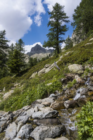 France, Alpes-Maritimes (06), parc national du Mercantour, Haute-Vésubie, Saint-Martin-Vésubie, Val du Haut Boréon, petit ruisseau en bordure du GR 52 vers le refuge de Cougourde et la Cime Guilié (2999m) en arrière-plan