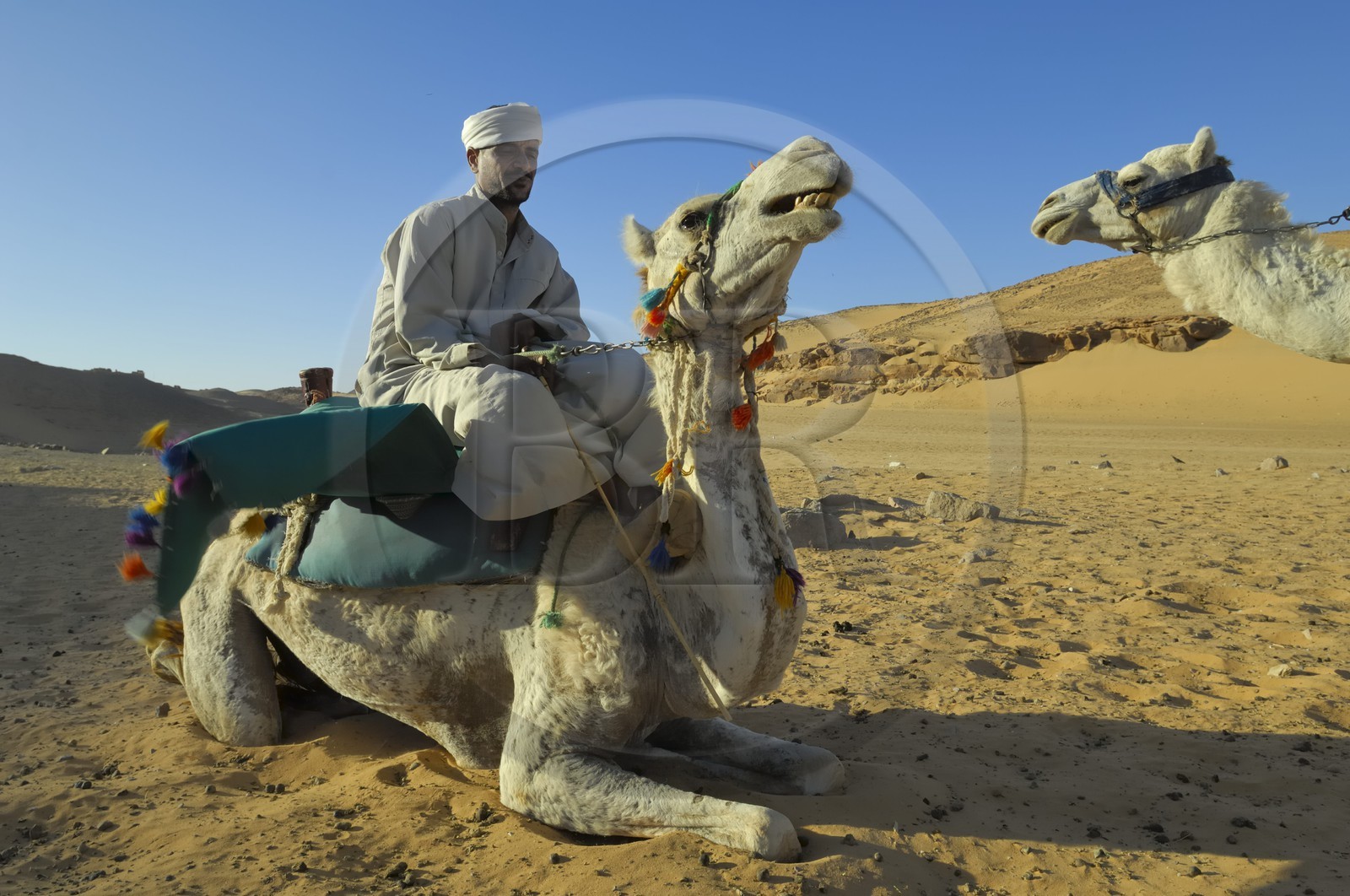 Egypte, Haute Egypte, Nubie, vallée du Nil, Assouan, dromadaires sur les dunes de sables de la rive gauche