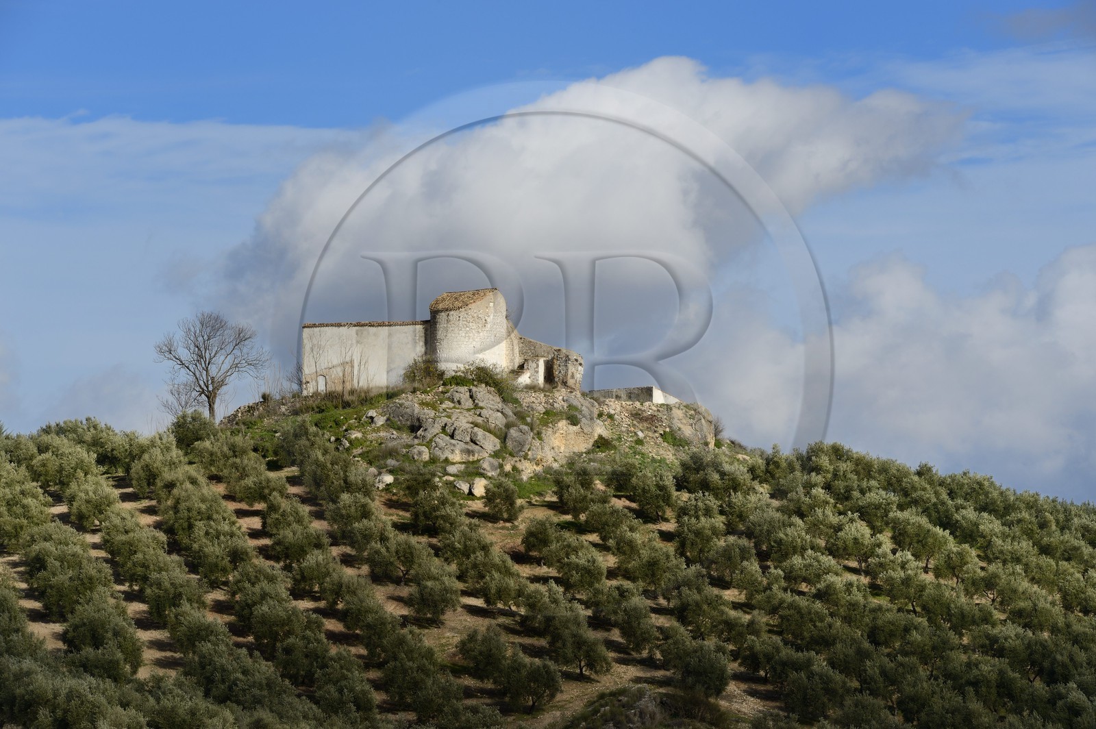 Spain, Andalusia, Jaén Province, olive groves south of Martos