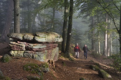 France, Bas-Rhin (67), Mont Saint-Odile, randonnée le long du Mur Païen, rocher de grès intégré au vestige d'un mur d'enceinte probablement de l'époque mérovingienne d'une longueur totale de onze kilomètres