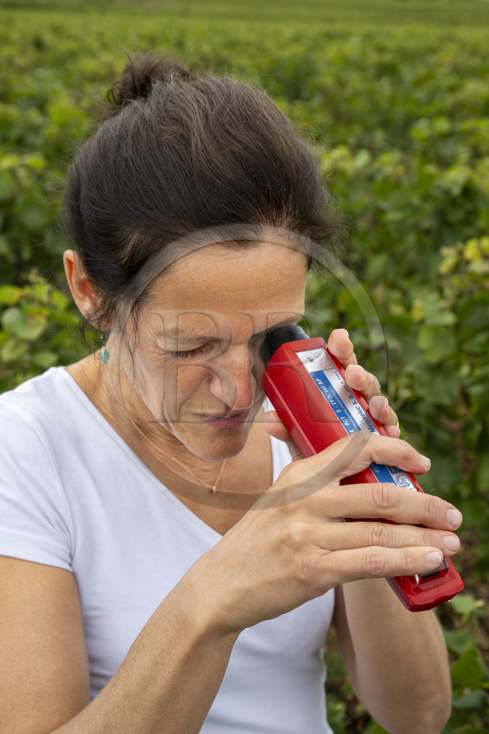 France, Côte-d'Or (21), les climats de Bourgogne classés Patrimoine Mondial de l'UNESCO, Côte de Beaune, Beaune, parcelle Les Grèves plantée en 1er cru de Beaune, la régisseur et vinificatrice des Hospices de Beaune Ludivine Griveau mesure le degré d'alcool du raisin avec son réfracteur, goûte la peau et la pulpe des grains, surveille les grappes et l’apex