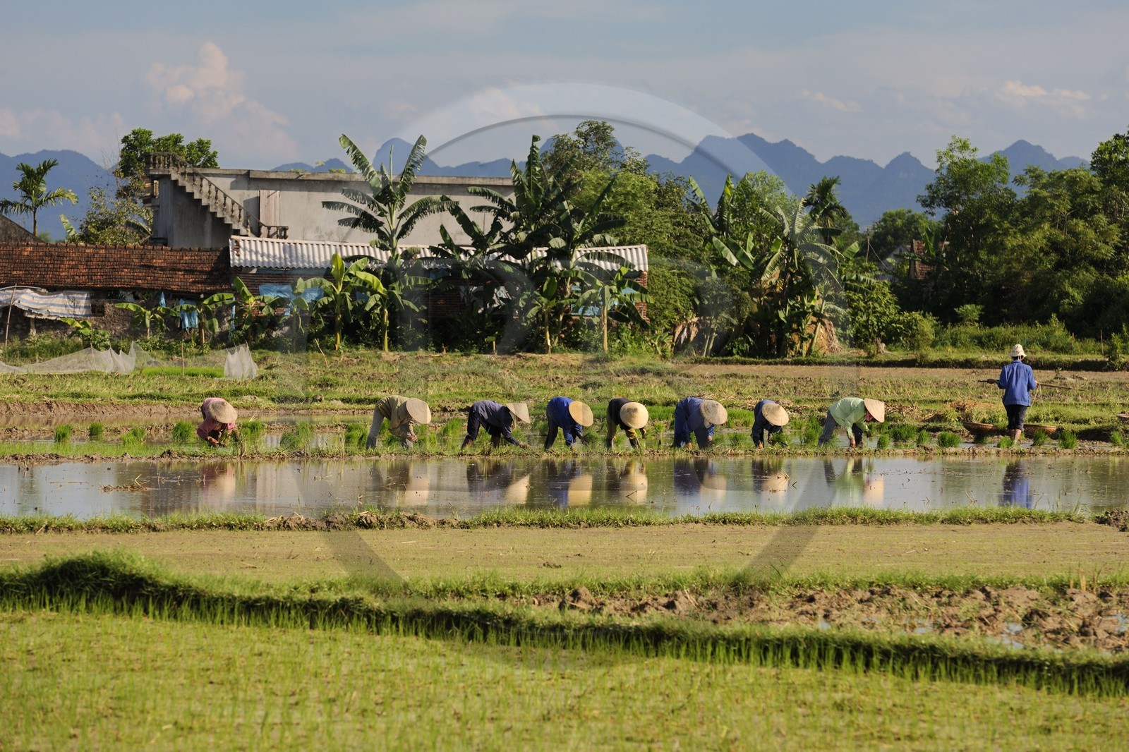 Vietnam, Ninh Binh province, transplanting rice in a ricefield