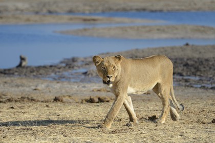 Zimbabwe, province de Matabeleland septentrional, parc national Hwange, lion (Panthera leo) autour d'un point d'eau