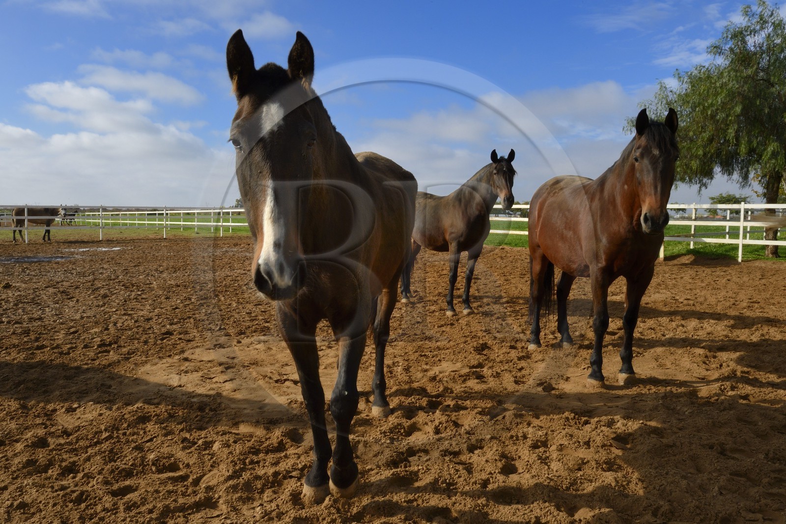 Espagne, Andalousie, province de Séville, Utrera, le haras Ayala (Yeguada Ayala), Pure race espagnole ou PRE (Pura Raza Espanola)