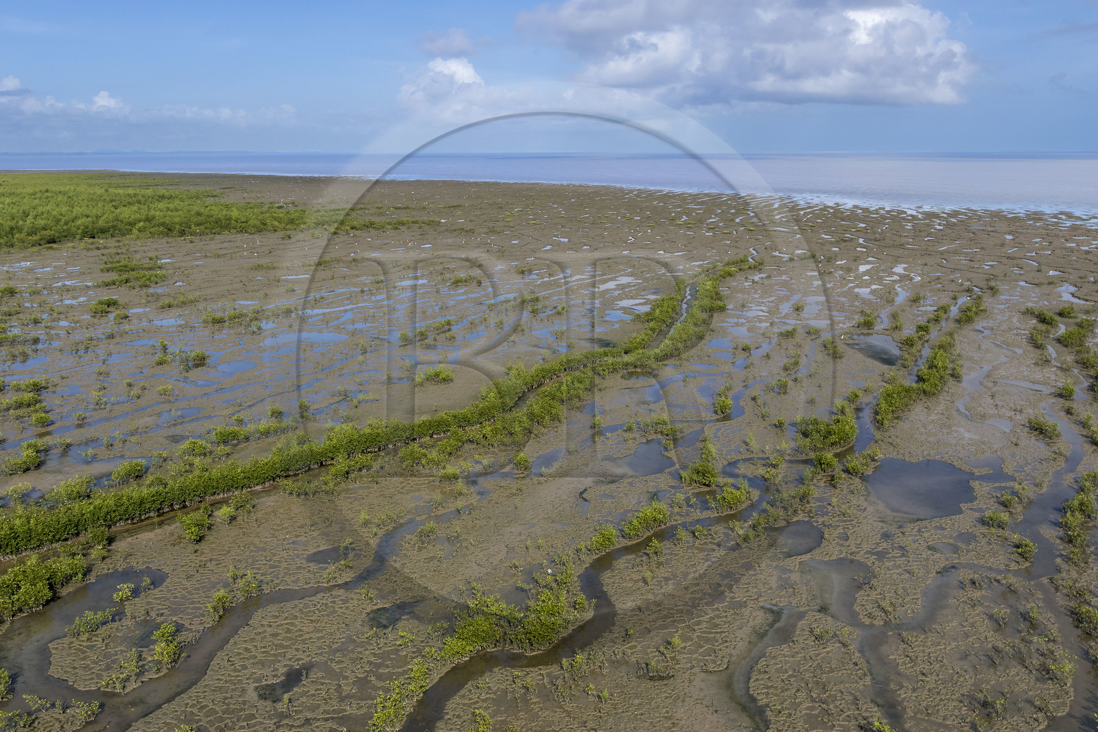 France, Guyane, Cayenne, la mangrove a pris position sur les bancs d'alluvions entrainés des montagnes des Andes par le fleuve Amazone et entoure la totalité de la presqu'île de Cayenne, dans une période cyclique future elle disparaitra complétement pour à nouveau laisser place à la mer (vue aérienne)