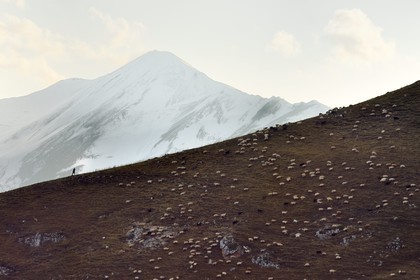 Azerbaijan, Quba (Guba) region, Greater Caucasus mountain range, hiking between the village of Qalaxudat and Giriz, shepherd and his flock of sheep
