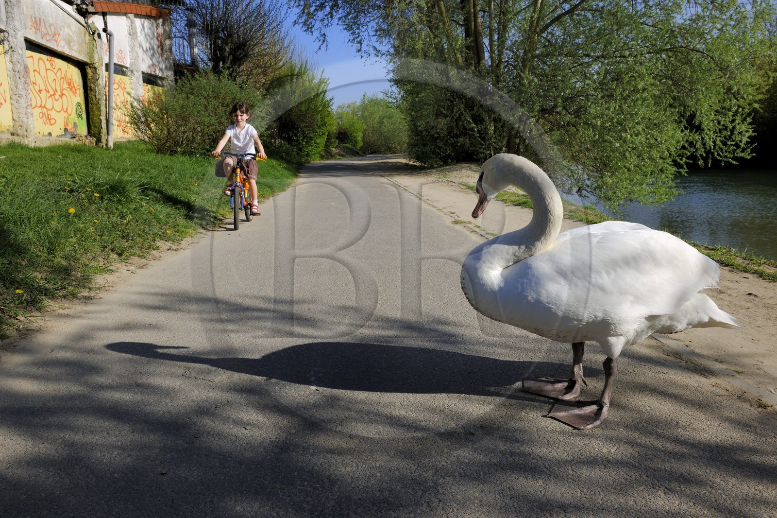 France, Val-de-Marne (94), les bords de Marne, Gournay-sur-Marne, un cygne sur la voie cyclable