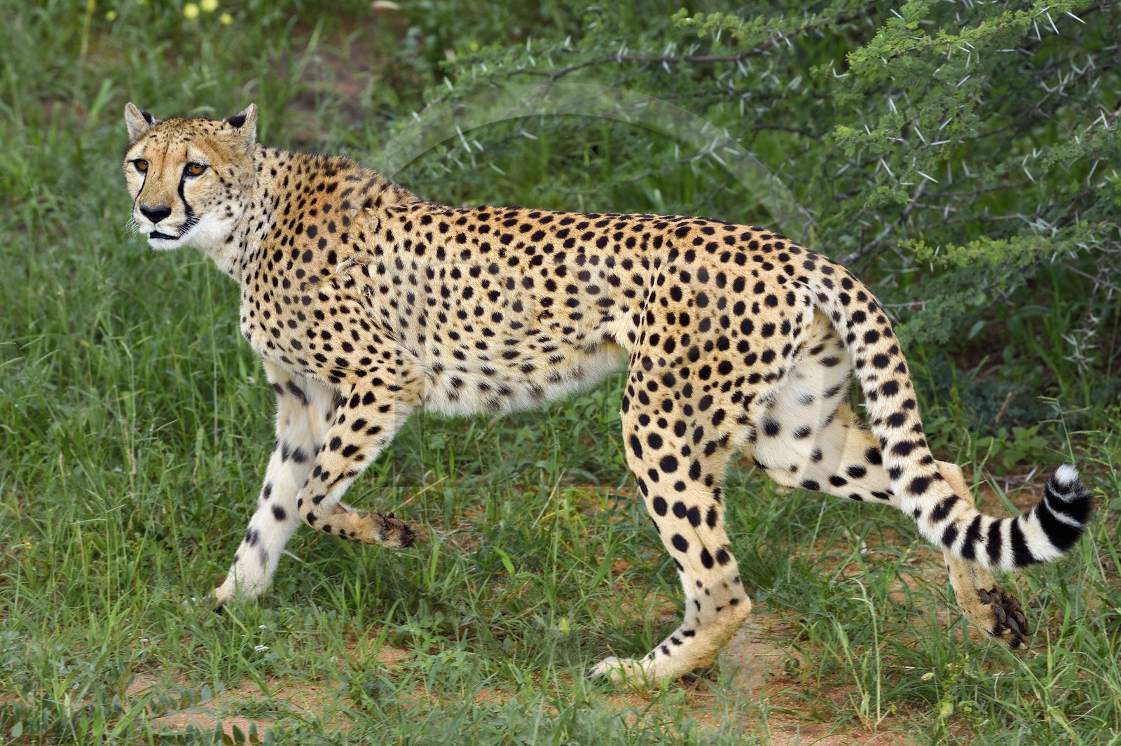 Namibie, Otjiwarongo, Cheetah Conservation Fund, centre de recherche et d'éducation, guépard (Acinonyx jubatus)
