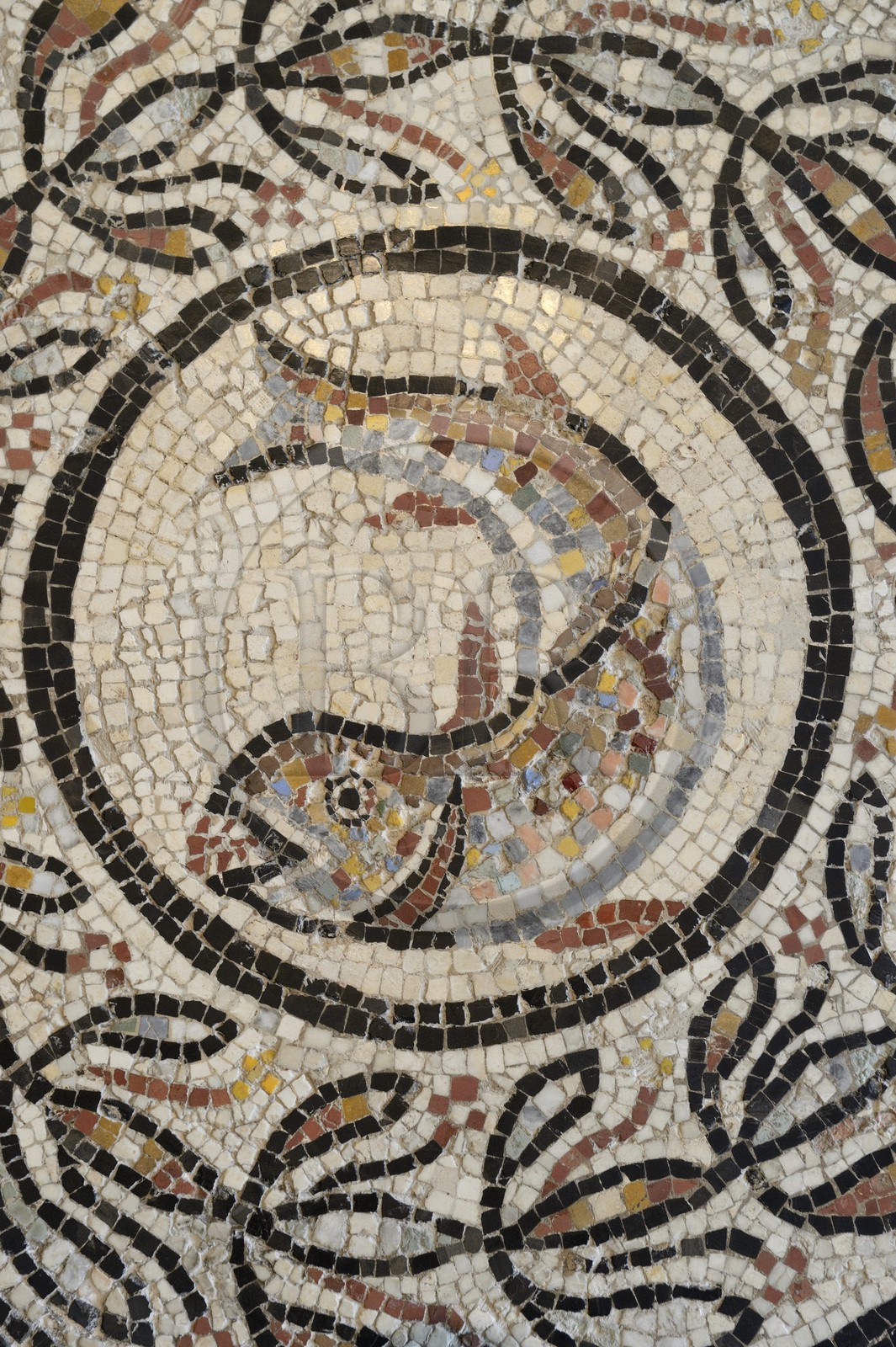 France, Rhône (69), Lyon, site historique classé Patrimoine Mondial de l'UNESCO, colline de Fourvière, musée gallo-romain de Fourvière, la mosaïque de Choulans