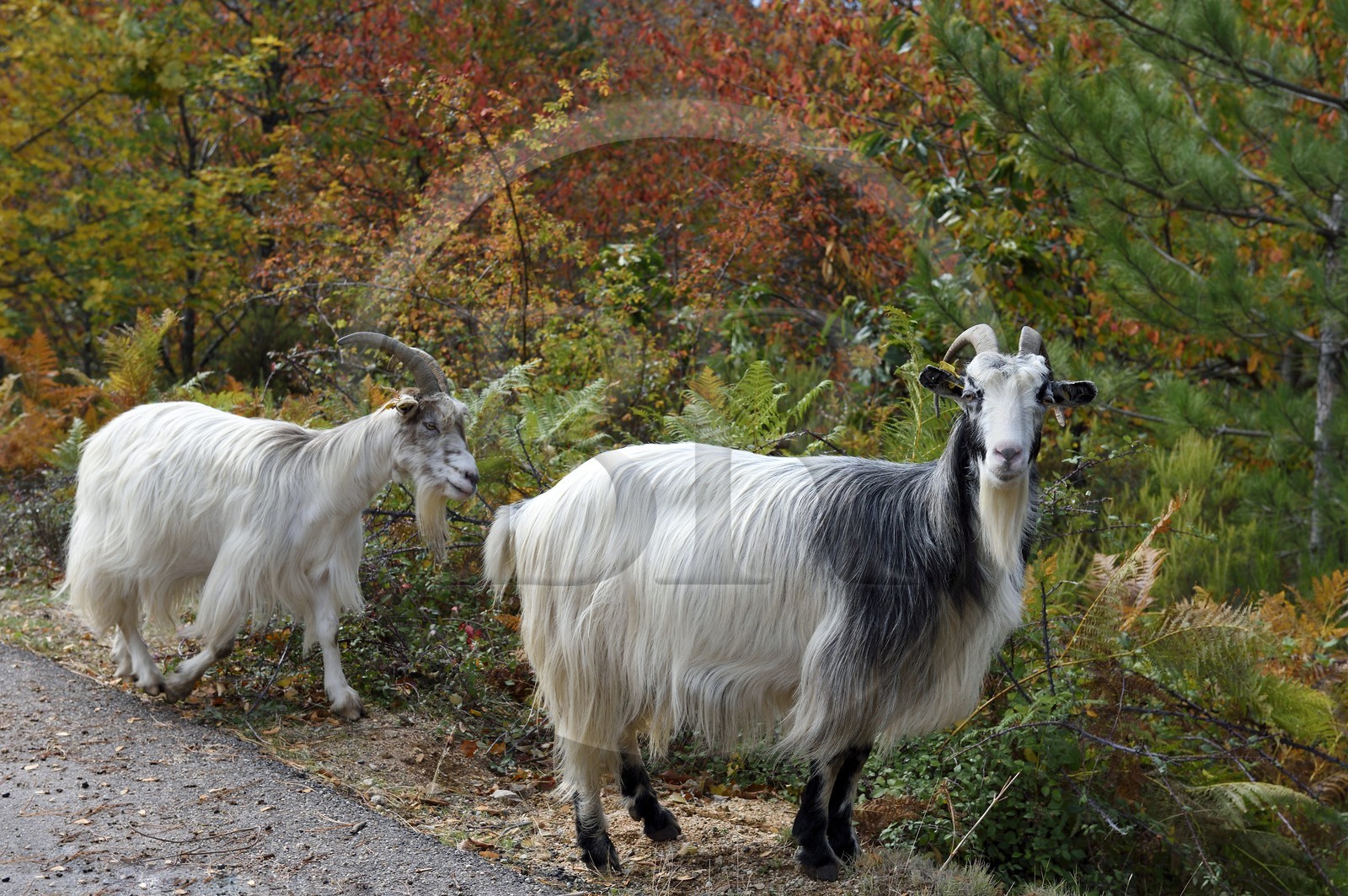 France, Corse-du-Sud (2A), Vallée du Prunelli, Bastelica, troupeau de chèvres en bordure de route