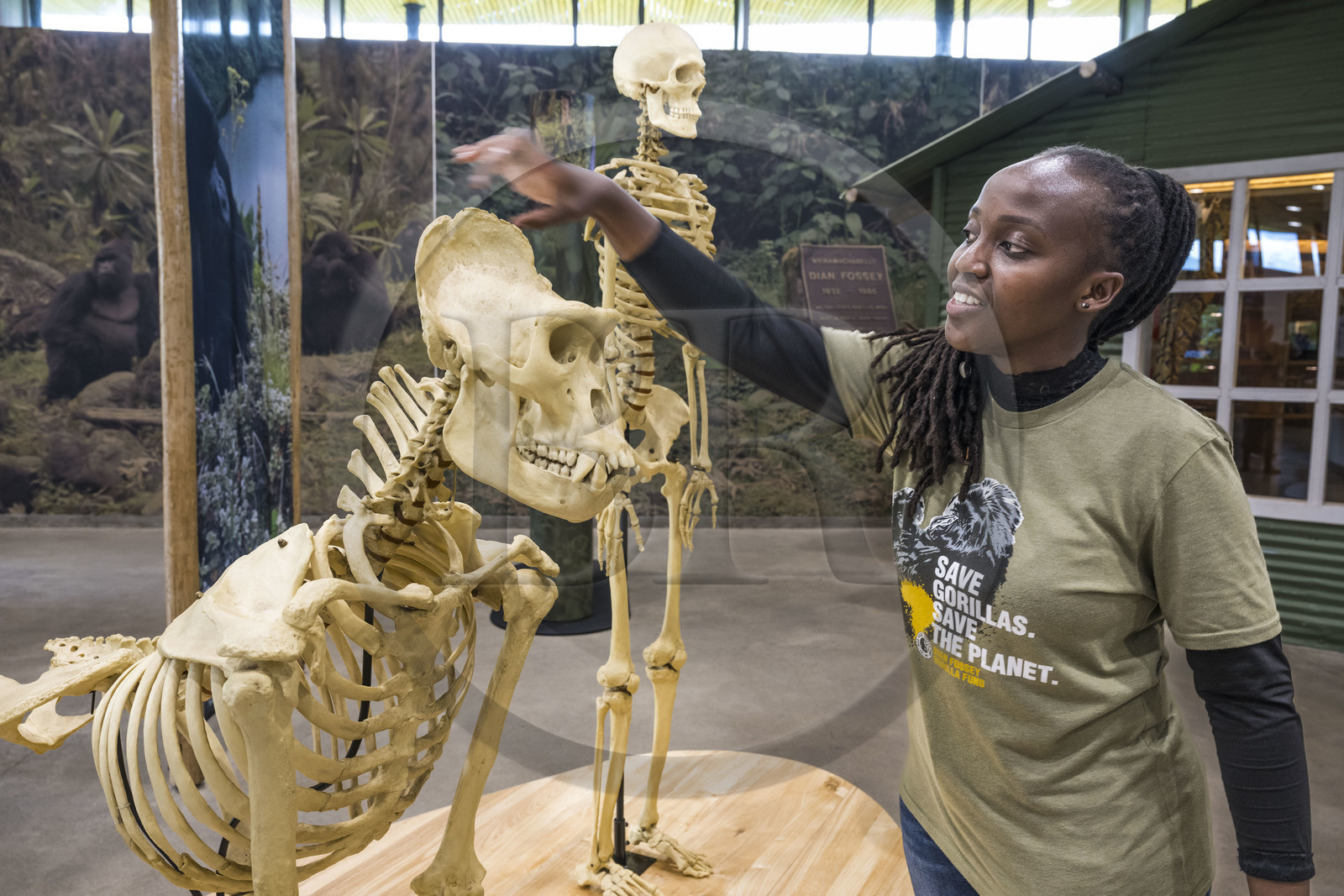 Rwanda, Province du Nord, District de Musanze (Ruhengeri), Kinigi, Campus Ellen DeGeneres du Dian Fossey Gorilla Fund, le Cindy Broder Conservation Gallery avec une exposition éducative immersive, la zoologiste rwandaise Nadia Niyonizeye nous explique le squelette du gorille male