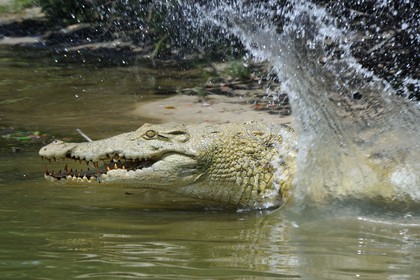Tanzanie, Reserve de gibier de Selous une des plus grandes zones protégées au monde et inscrite sur la liste du patrimoine mondial de l’Unesco depuis 1982, crocodile du Nil (Crocodylus niloticus) sur le lac Nzerakera formé par la rivière Rufiji