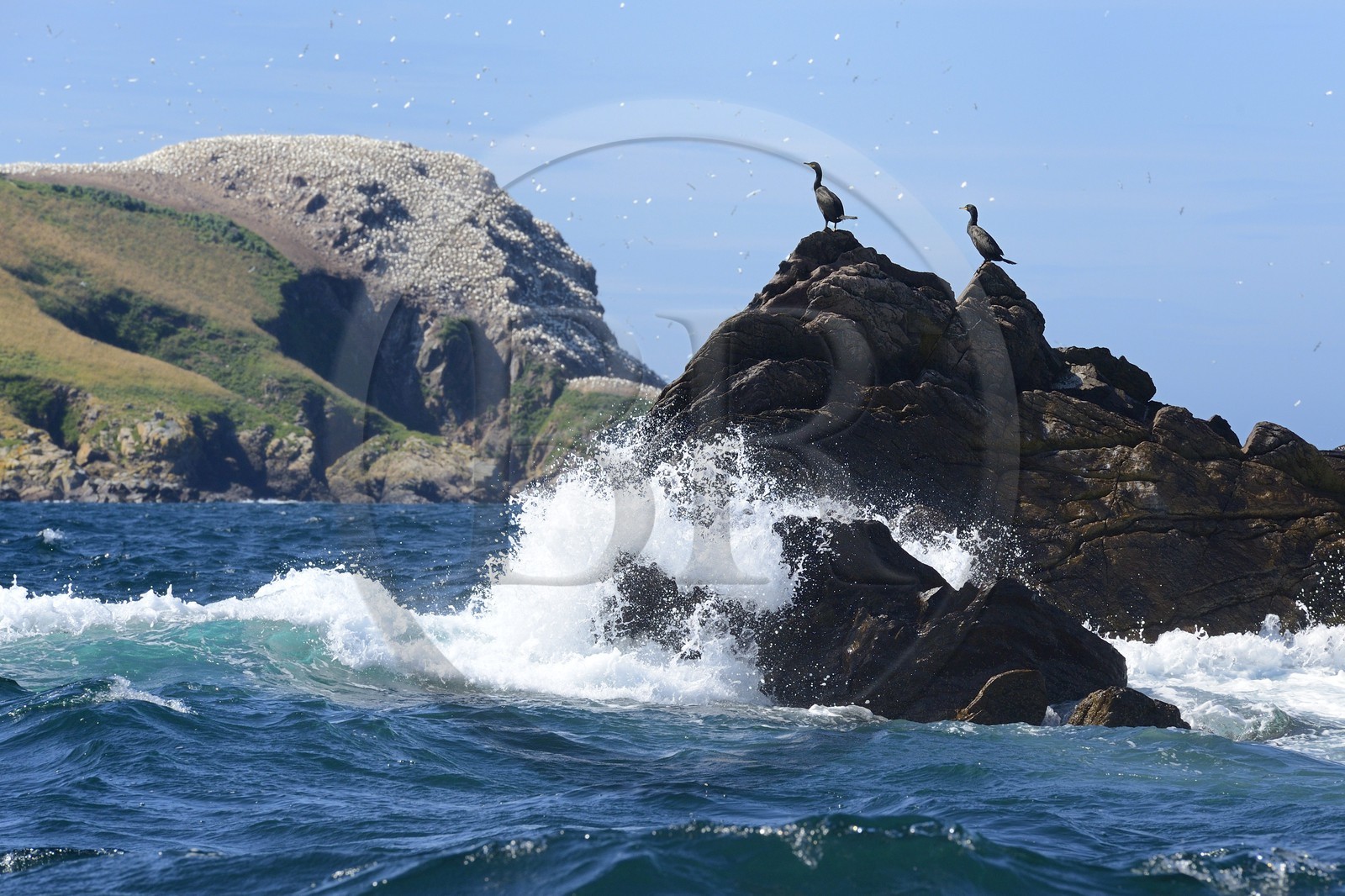 France, Cotes-d'Armor, Perros-Guirec, Sept-Iles Archipelago and bird sanctuary, Rouzic island, cormorants in front of the northern gannets colony (Morus bassanus)