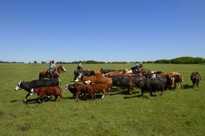 Argentine, province de Buenos Aires, San Antonio de Areco, estancia La Bamba de Areco, gauchos au travail avec leur troupeau de vaches