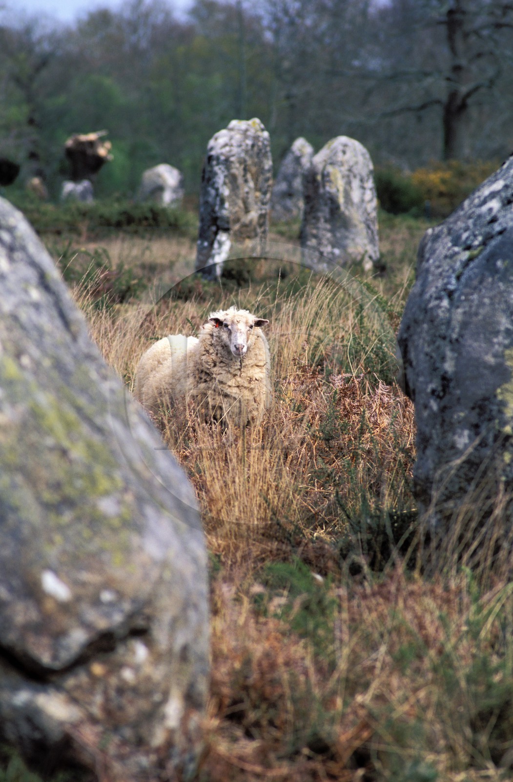 France, Morbihan, sheep in the Megaliths of Carnac