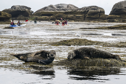 France, Finistère (29), Penmarch, archipel des Étocs, sortie en kayak du Centre nautique du Guilvinec à la découverte du phoque gris (halichoerus grypus) dans les rochers à marée basse