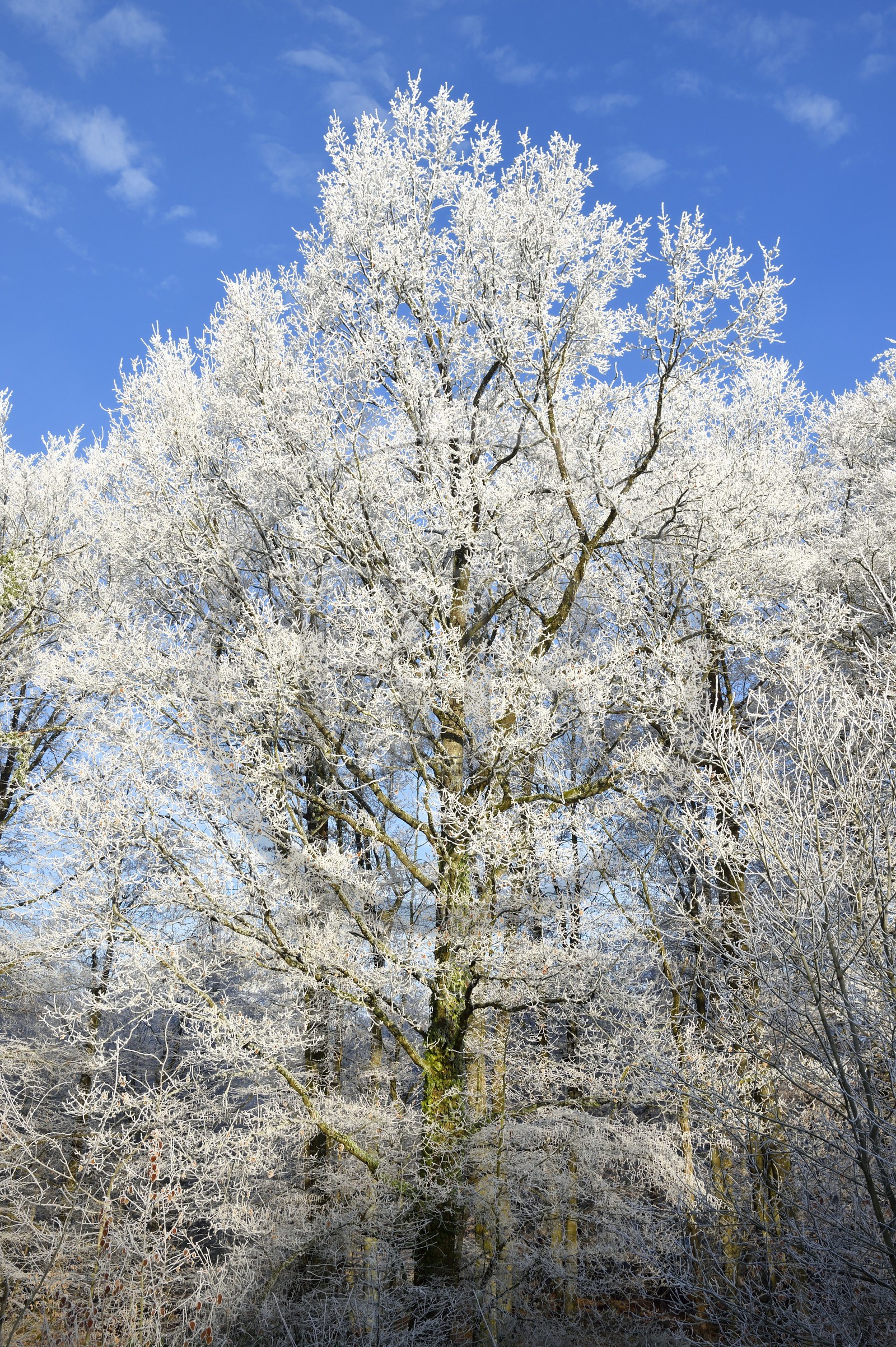 France, Bas-Rhin (67), région de Saverne, arbres givés