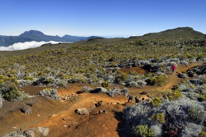 France, Reunion island (French overseas department), Reunion National Park listed as World heritage by UNESCO, on the slopes of the Piton de la Fournaise volcano, hiker on the Ste Therese oratory trail covered with lapilli above the Plaine des Sables, the Piton des Neiges in the background to the north