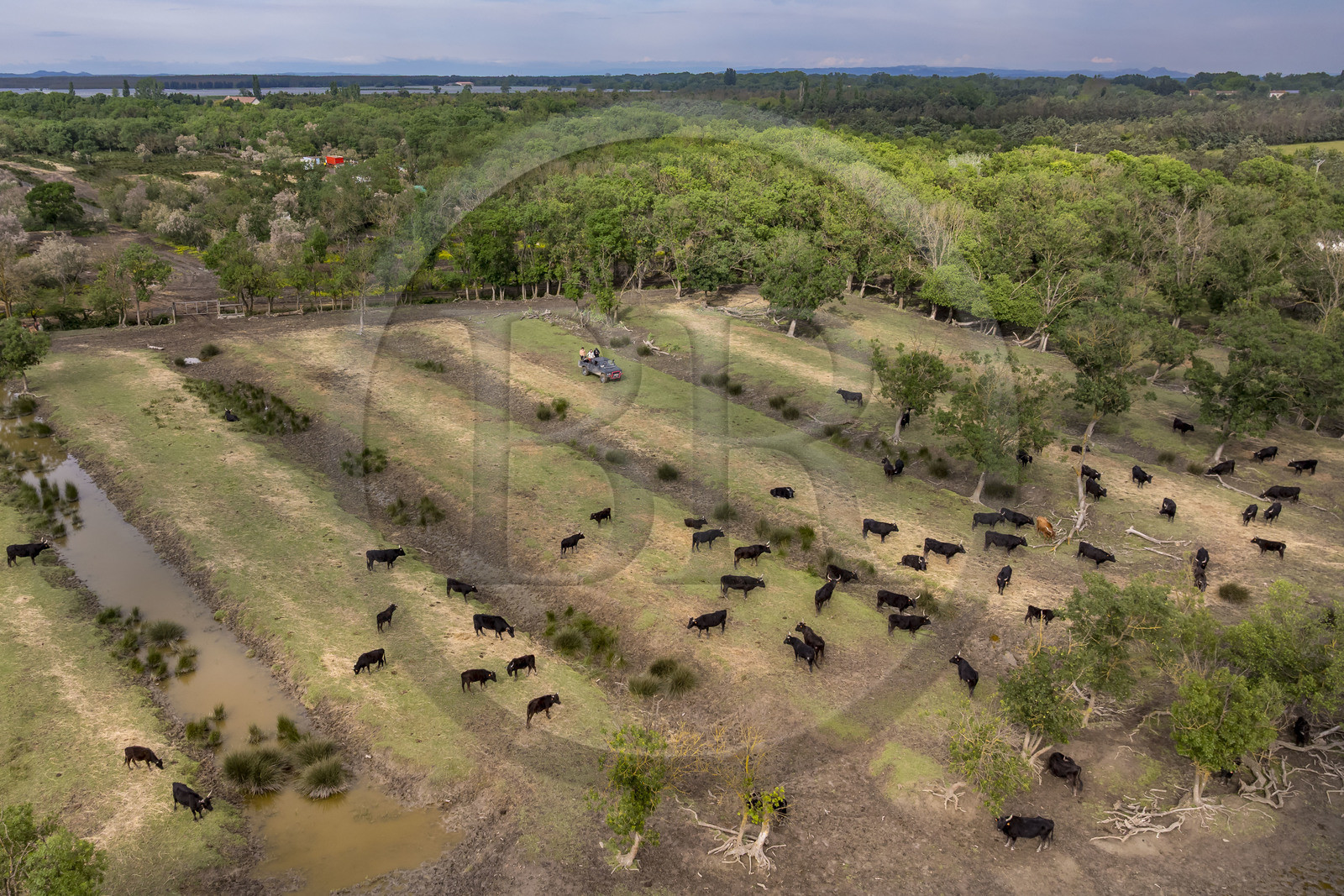France, Gard (30), Saint-Gilles du Gard, manade Pierre Aubanel & fils, taureaux camarguais appelés Raço di Biou (vue aérienne)