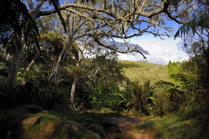 France, île de la Réunion, forêt de Bélouve