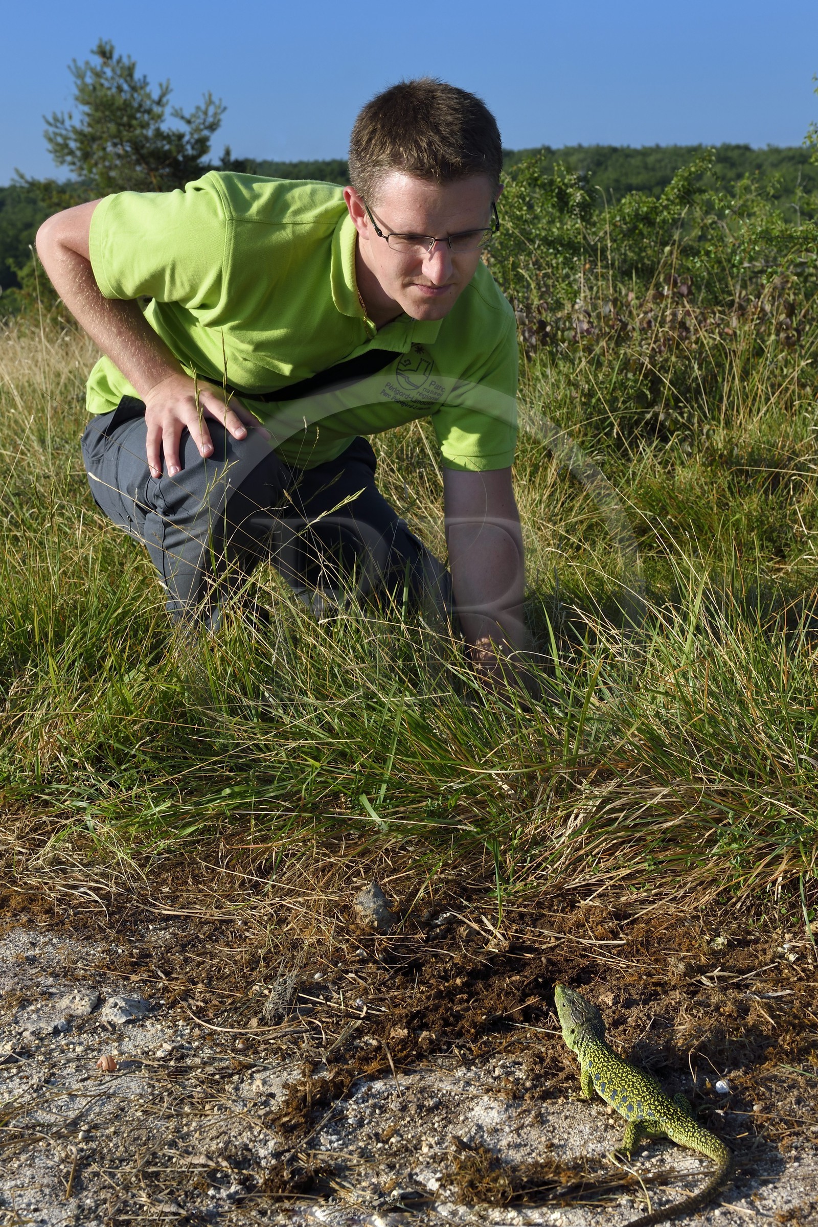 France, Dordogne, Regional Natural Park Périgord Limousin, Perigord Vert, La Rochebeaucourt-et-Argentine village area, Argentine plateau, Cedric Devilleger Project Manager Natura 2000 Dronne Argentina observing a ocellated lizard (Timon lepidus)
