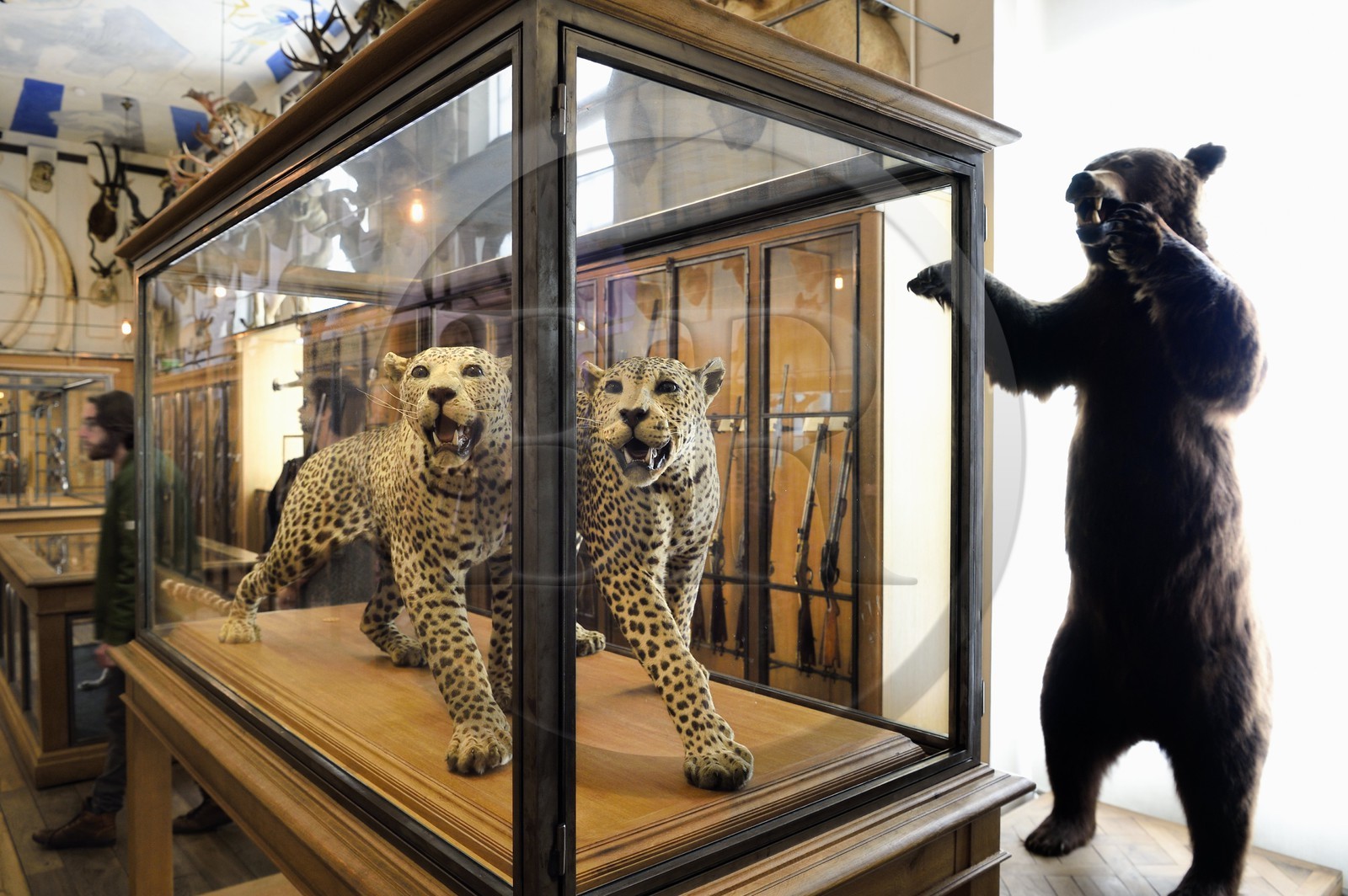 France, Paris, Le Marais District, Musee de la Chasse et de la Nature (Museum of hunting and nature) in the Hotel de Guenegaud