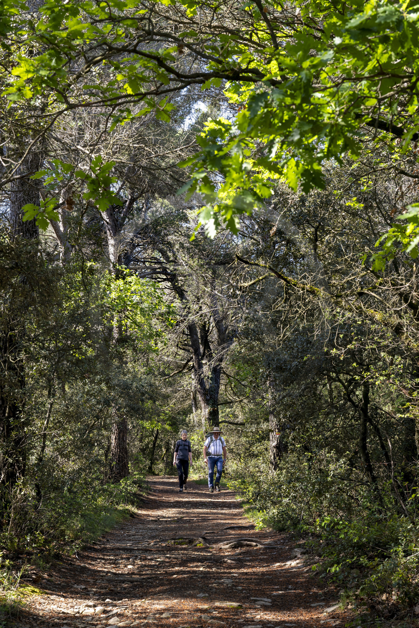 France, Vaucluse (84), Dentelles de Montmirail, randonneurs traversant une forêt de chênes verts et blancs sur le GR de Pays Tour des Dentelles entre Vaison-la-Romaine et Crestet