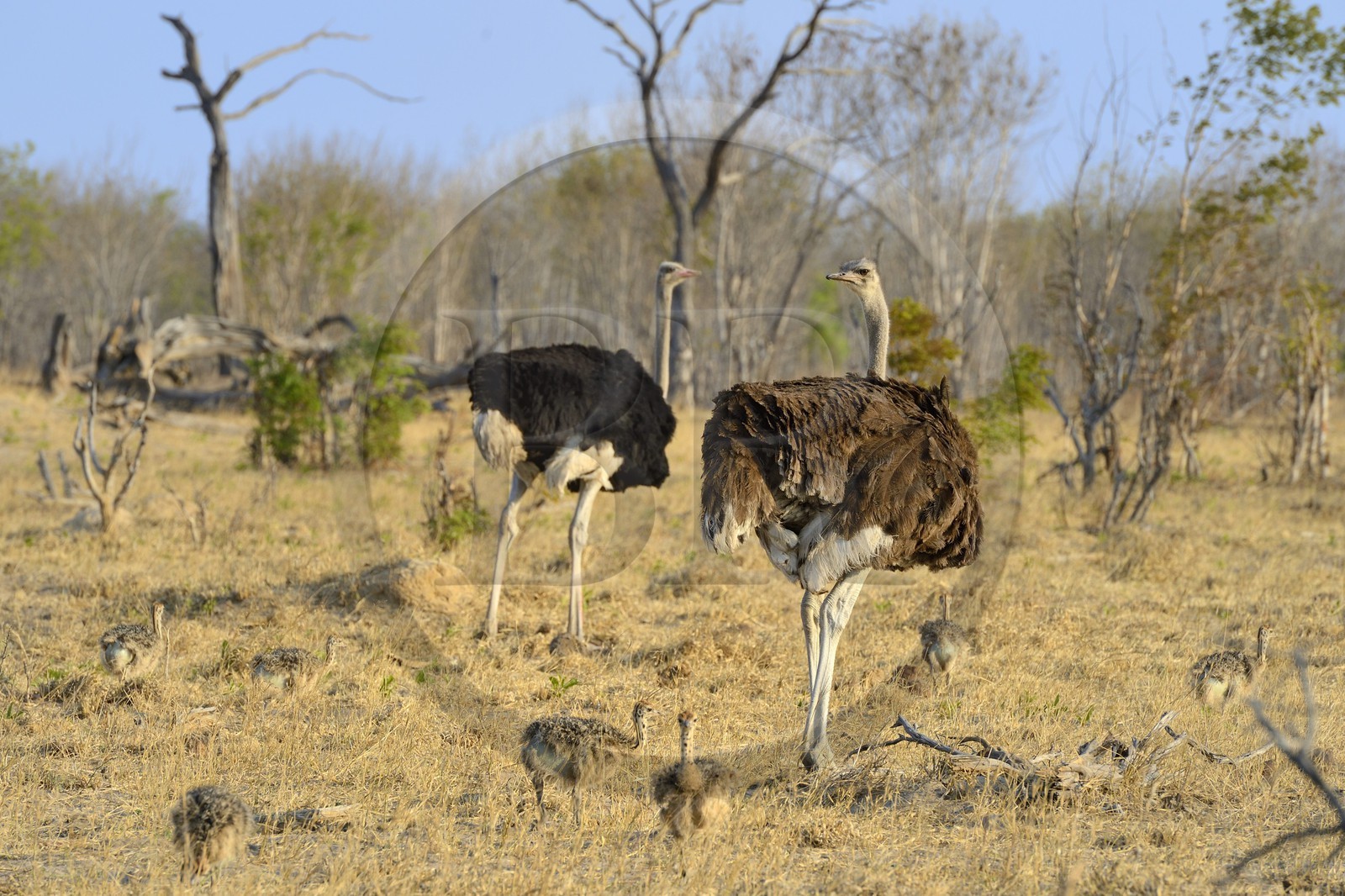 Zimbabwe, Matabeleland North Province, Hwange National Park, ostrich (Struthio camelus) couple, the male with black plumage and the female brown plumage
