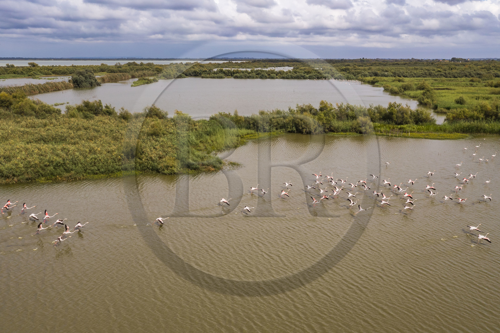 France, Gard (30), Vauvert, la Petite Camargue, réserve naturelle régionale du Scamandre, envol de flamants roses (Phoenicopterus roseus)(vue aérienne)