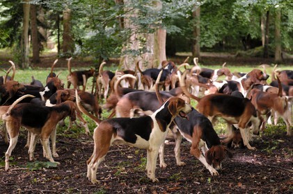 France, Loir-et-Cher (41), château de Cheverny, la meute de 90 chiens de chasse à cour