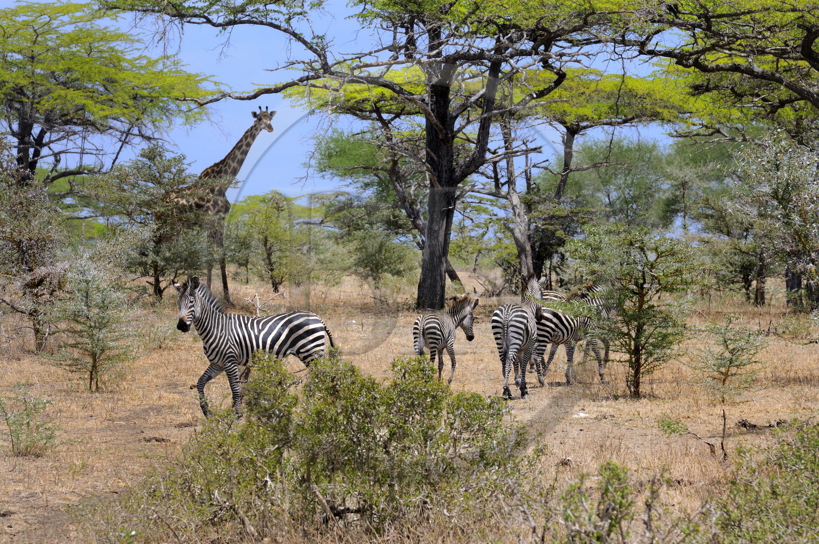 Tanzania, Selous Game Reserve is one of the largest fauna reserves of the world and designated a UNESCO World Heritage Site in 1982, giraffes (Giraffa camelopardalis) and zebras (Equus burchelli) in the savanna