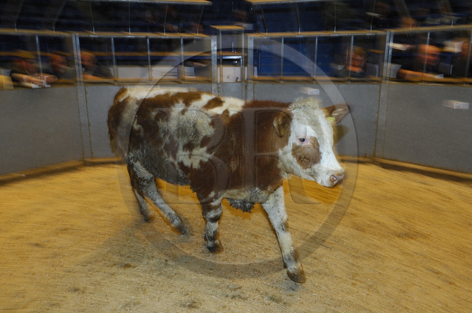 Royaume-Uni, Ecosse, Iles Orcades, Ile de Mainland, vente aux enchère du bétail