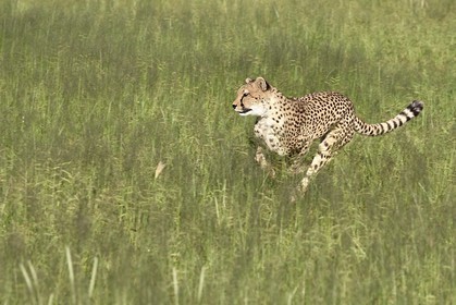 Namibia, Otjiwarongo, Cheetah Conservation Fund, research and education centre, cheetah (Acinonyx jubatus) trained to run to keep fit and healthy