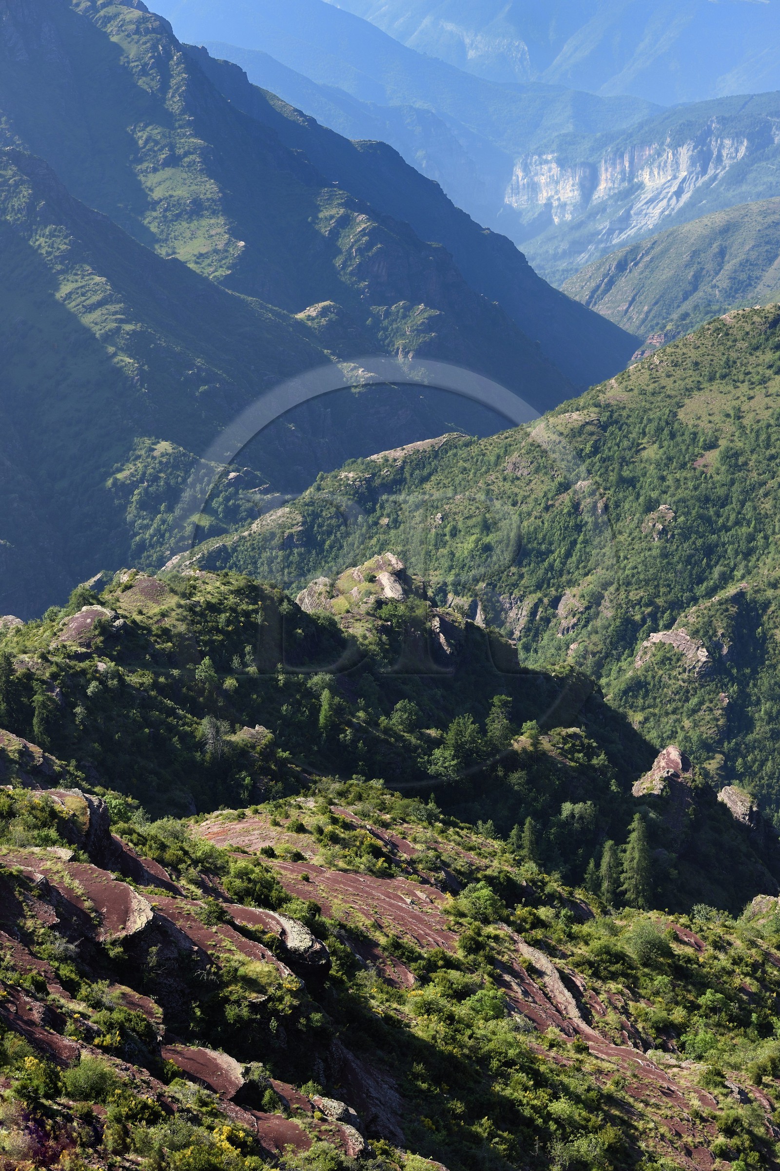 France, Alpes-Maritimes (06), Massif du Mercantour, site natura 2000, L'Ilion, sur les hauteurs des Gorges du Cians aux sols de pélite rouge