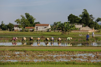 Vietnam, province de Ninh Binh, repiquage du riz dans une rizière