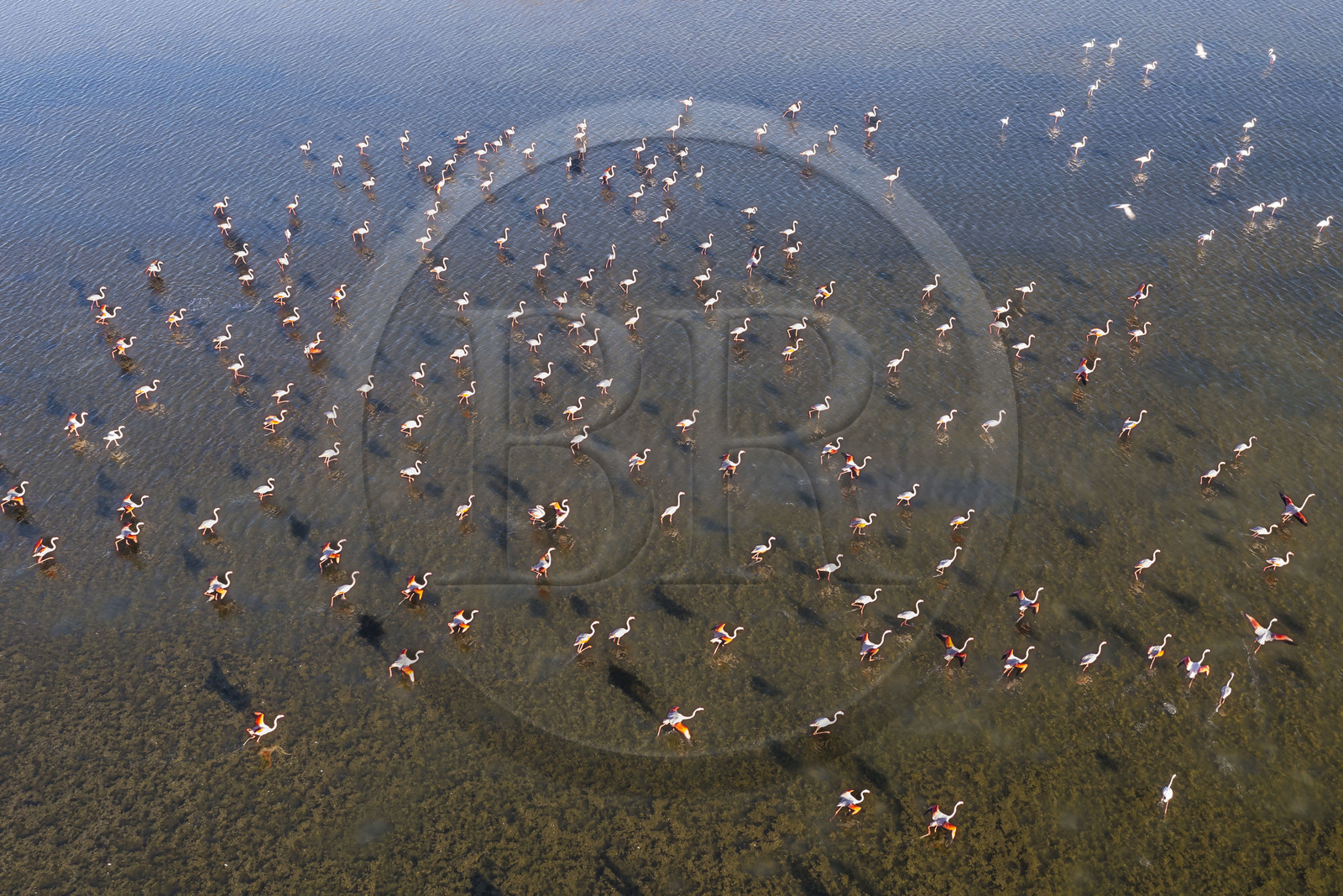 France, Herault, Frontignan, flight of pink flamingos (Phoenicopterus roseus) in Ingril's pond (aerial view)