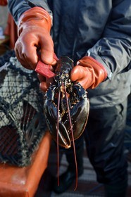 Suède, Västra Götaland, Iles Koster, sortie en mer pour récupérer les casiers à homards, vérification du calibrage