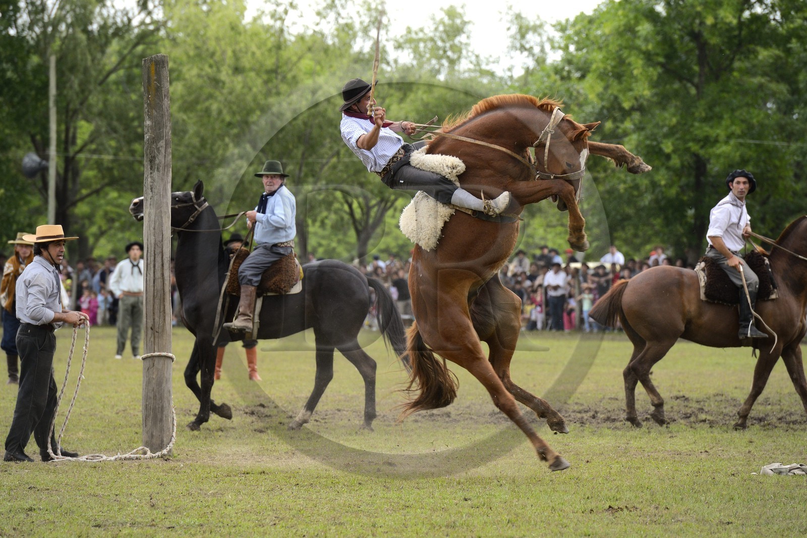 Argentine, province de Buenos Aires, San Antonio de Areco, fête du Jour de la Tradition (Dia de la Tradicion), les gauchos prouvent leur habilité à cheval lors d'un rodéo appelé Jineteada gaucha