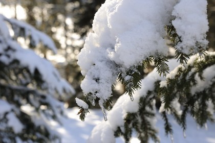 Suisse, Canton de Vaud, Villars sur Ollon, sapin sous la neige
