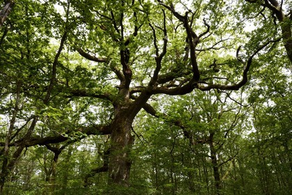 France, Ille-et-Vilaine (35),  forêt de Brocéliande, le chêne des Hindrés, chêne rouvre ou Chêne sessile (Quercus petraea) de 500 ans
