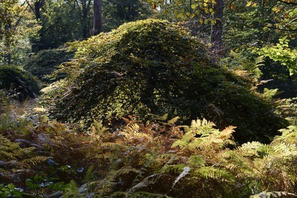 France, Marne (51), Parc Naturel Regional de la Montagne de Reims, Verzy, les Faux-de-Verzy, hêtres tortueux