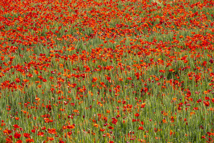 France, Bouches-du-Rhône (13), Mallemort, champ de coquelicots