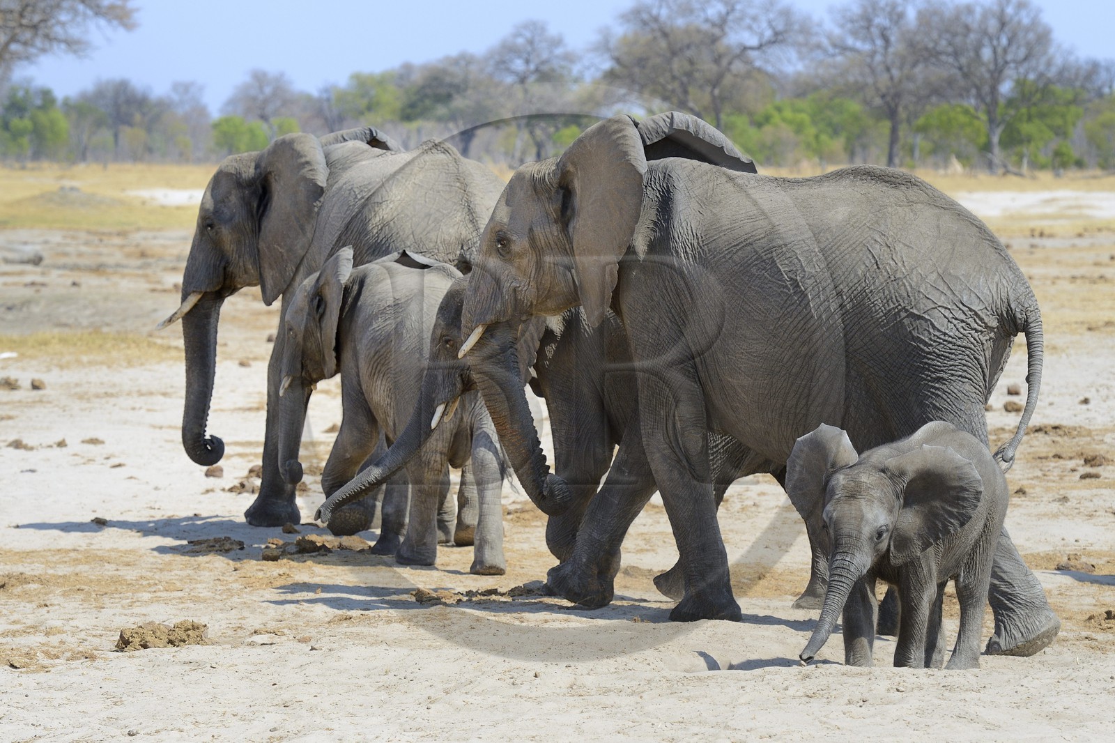 Zimbabwe, Matabeleland North Province, Hwange National Park, wild african elephants (Loxodonta africana)