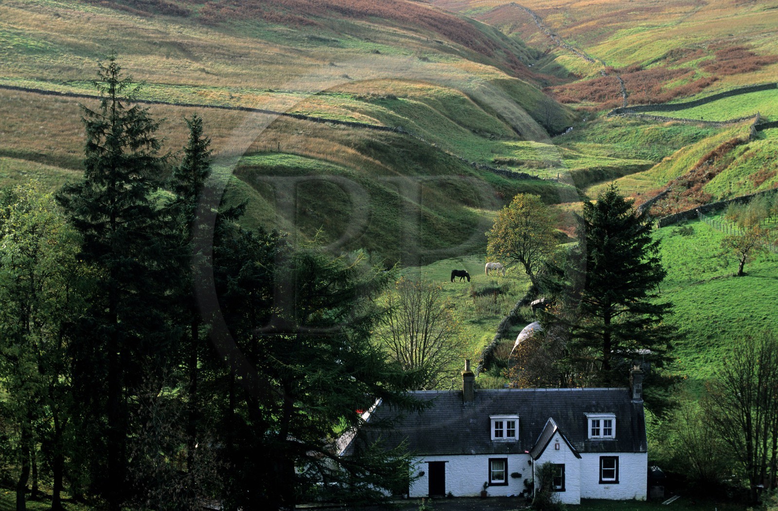 United Kingdom, Scotland, Borders, small farm
