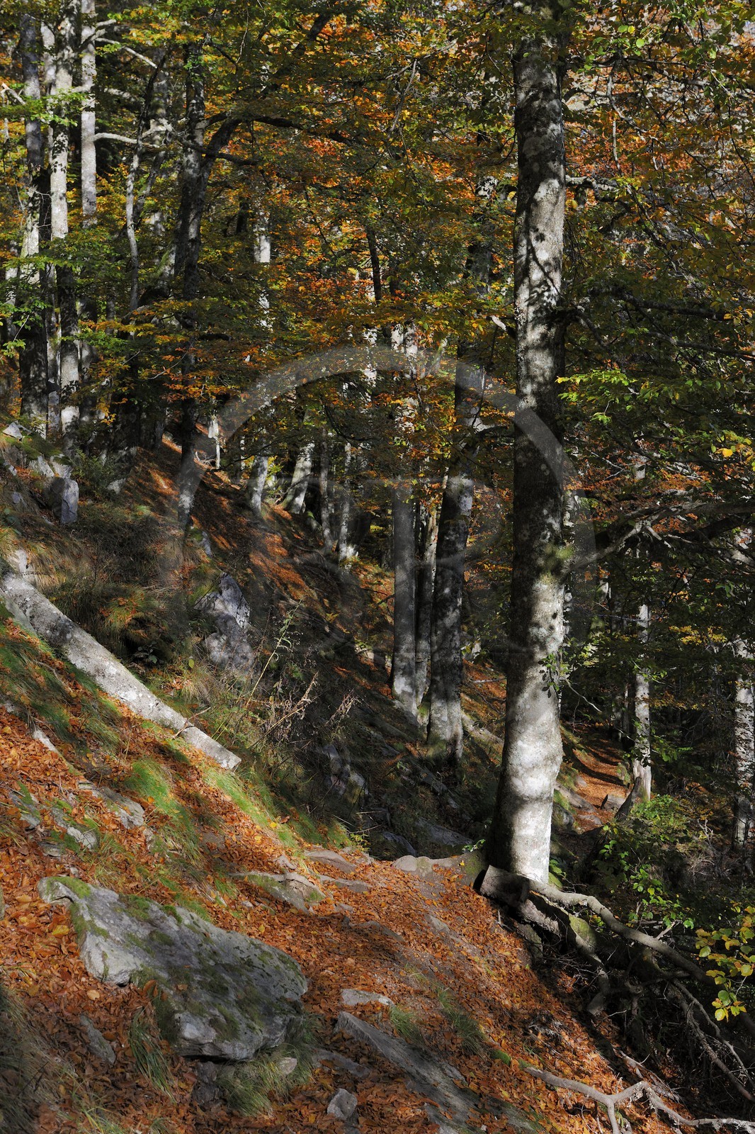 France, Haut-Rhin (68), la route des Crêtes, réserve naturelle de Tanet-Gazon-du-Faing, forêt vosgienne sur le flan est